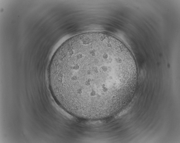 X0000076351243200610161751