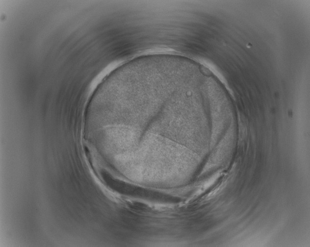 X0000076351245200610161751