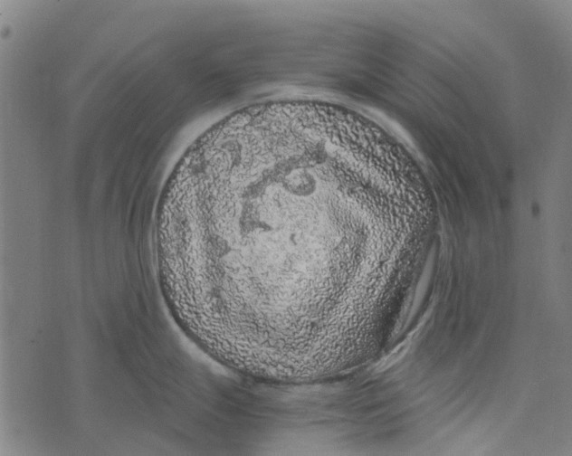 X0000076351247200610161751