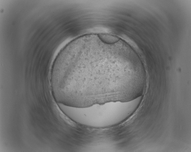 X0000076351248200610161751