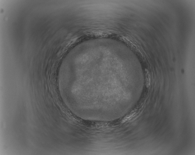 X0000076351249200610161750