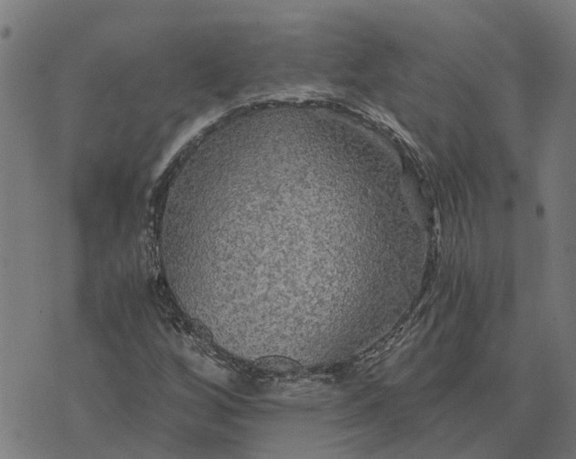 X0000076351256200610161750