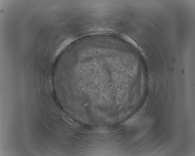 X0000076351259200610161750