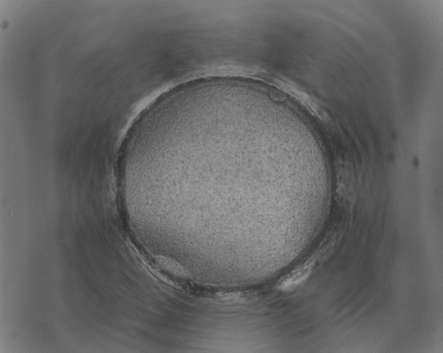 X0000076351264200610161750