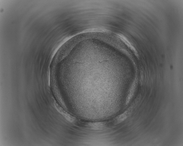 X0000076351276200610161750