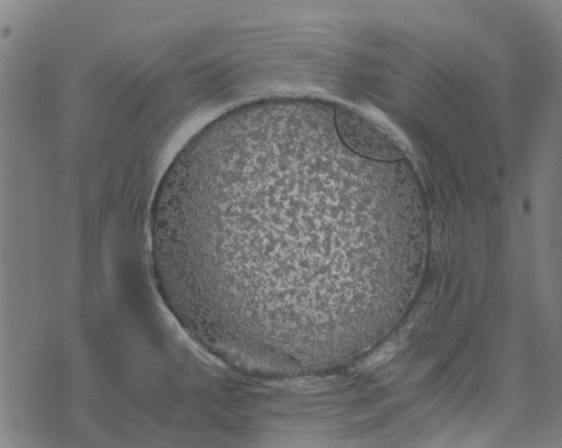 X0000076351287200610161749