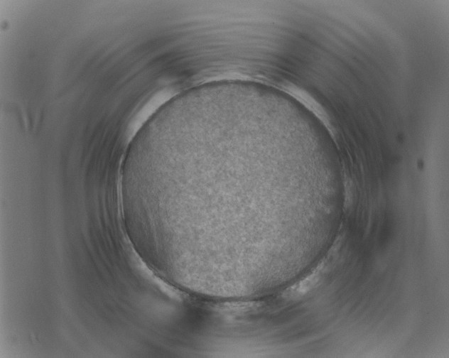 X0000076351290200610161749