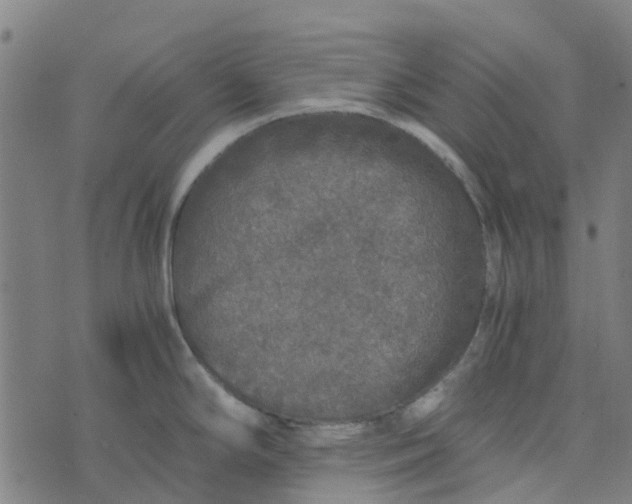 X0000076351294200610161749