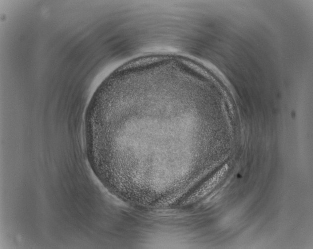 X0000076351295200610161749