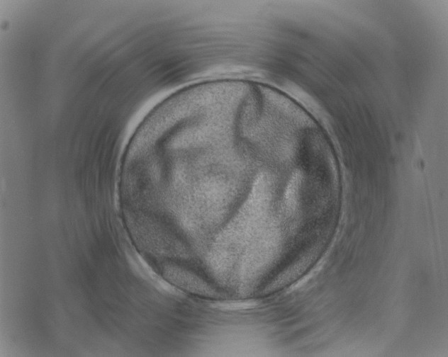 X0000076351296200610161749