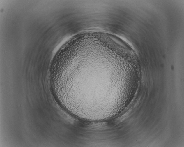 X0000076351325200610161749