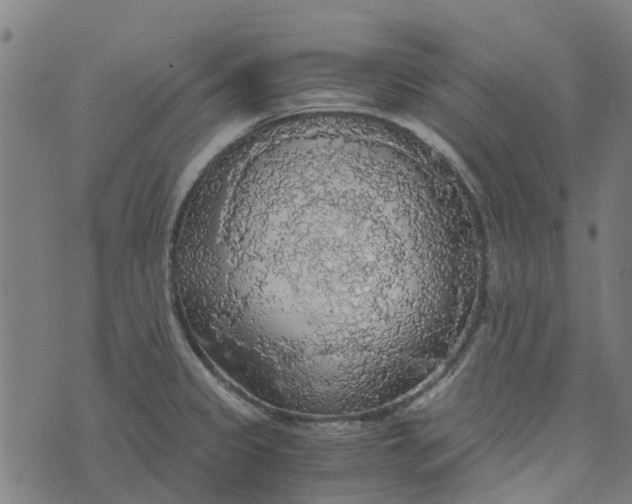 X0000076351333200610161749