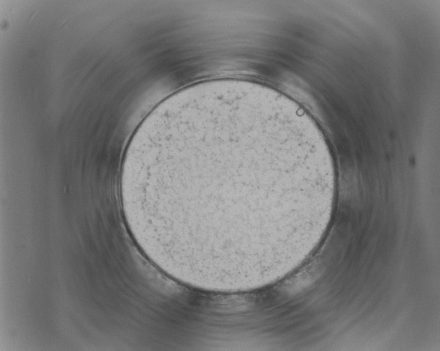 X0000076351338200610161749