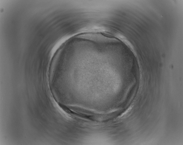 X0000076351344200610161749