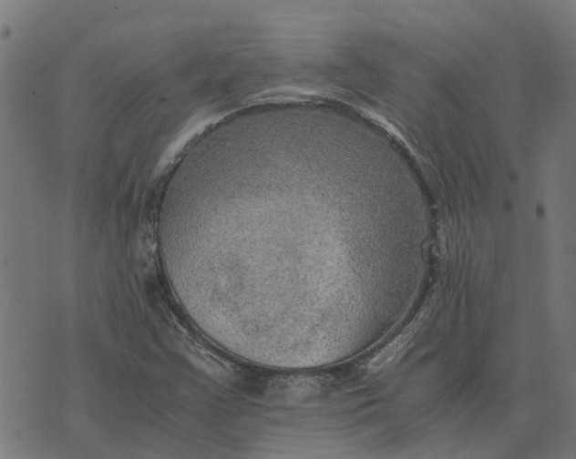 X0000076351355200610161748