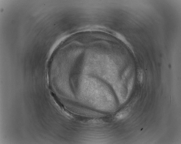 X0000076351368200610161748