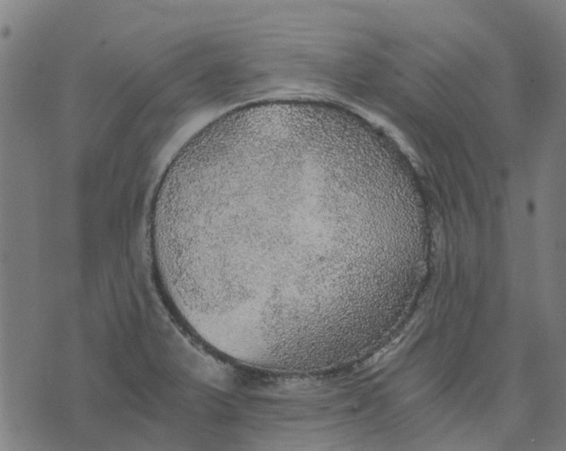 X0000076351375200610161748