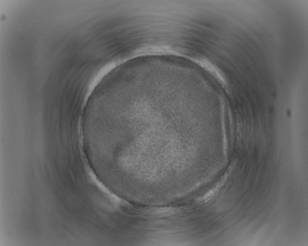 X0000076351382200610161748