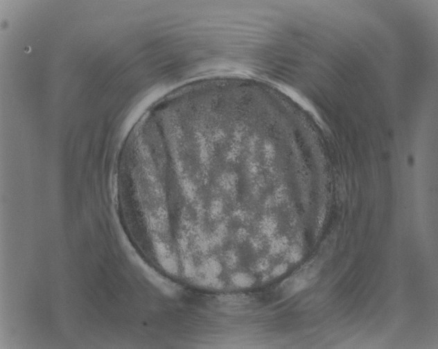 X0000076351383200610161748