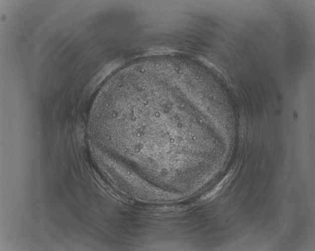 X0000076351401200610161747