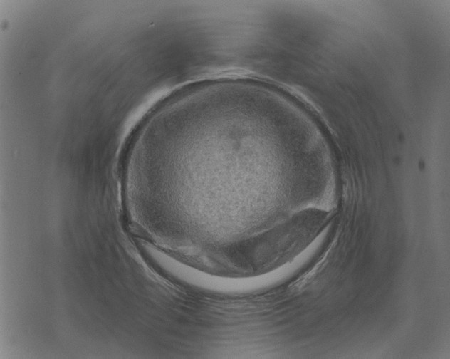 X0000076351414200610161747