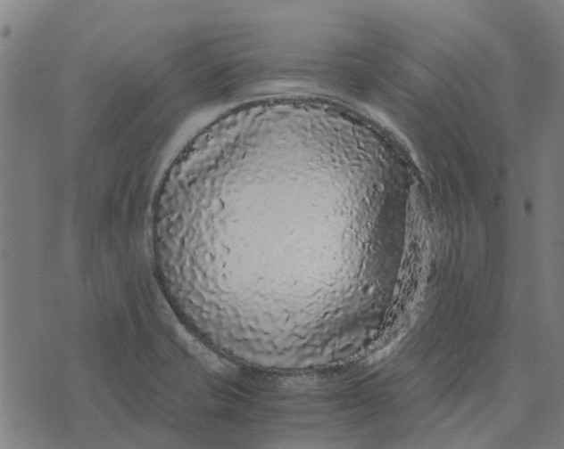 X0000076351421200610161747