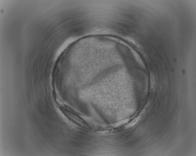 X0000076351422200610161747