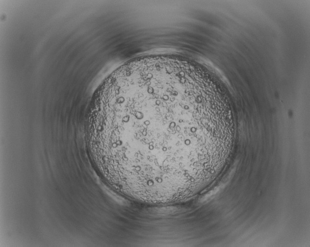 X0000076351425200610161747