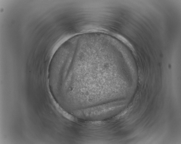 X0000076351431200610161747