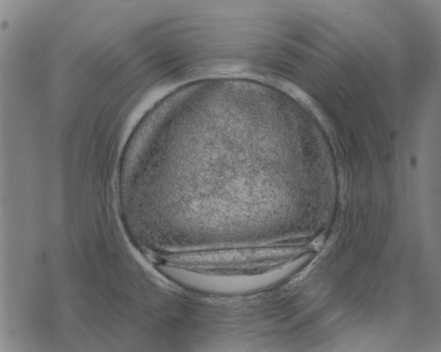 X0000076351432200610161748