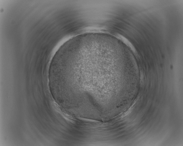 X0000076351435200610161748