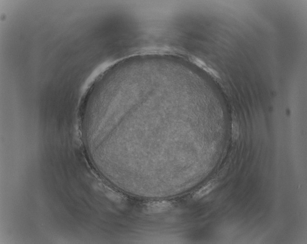 X0000076351454200610161747