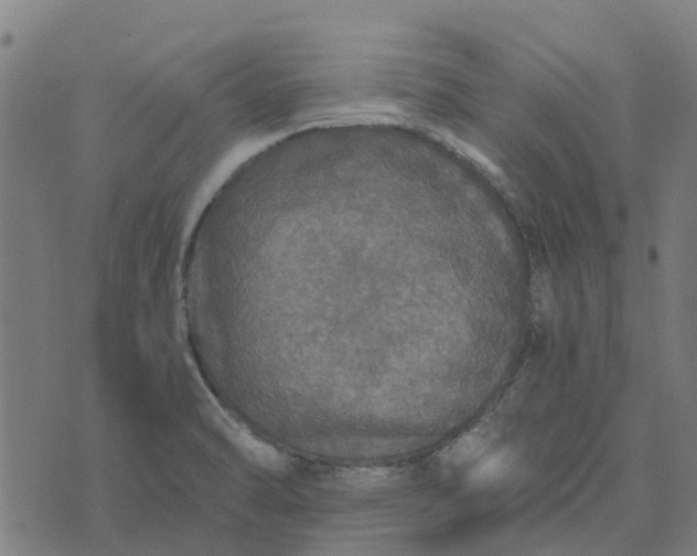 X0000076351470200610161746