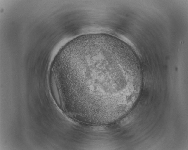 X0000076351472200610161746