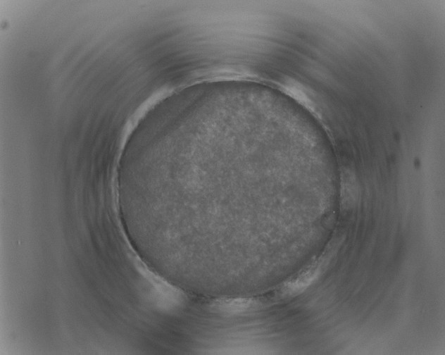 X0000076351474200610161746