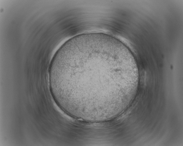 X0000076351476200610161746