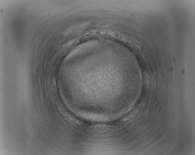 X0000076351489200610161745