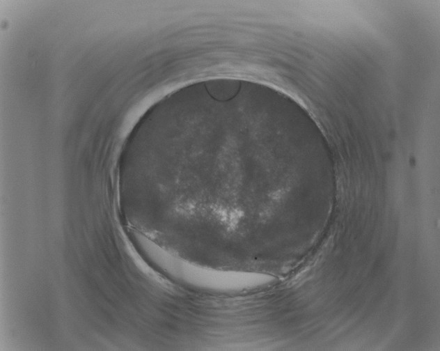 X0000076351515200610161746