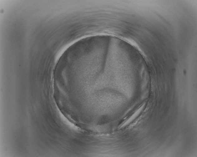 X0000076351524200610161746