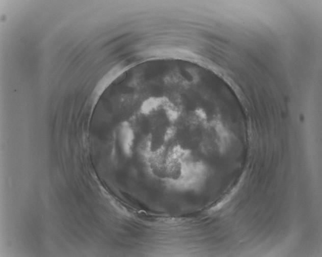 X0000076351529200610161746