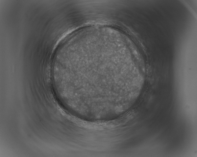 X0000076350012200610201812