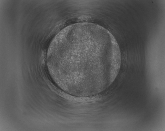 X0000076350038200610201812