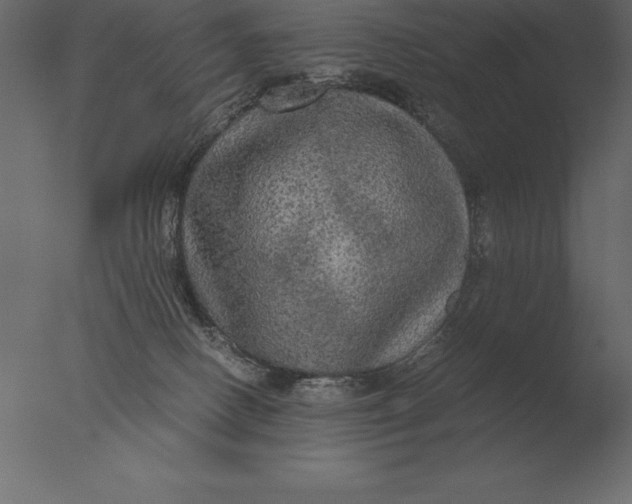 X0000076350082200610201811