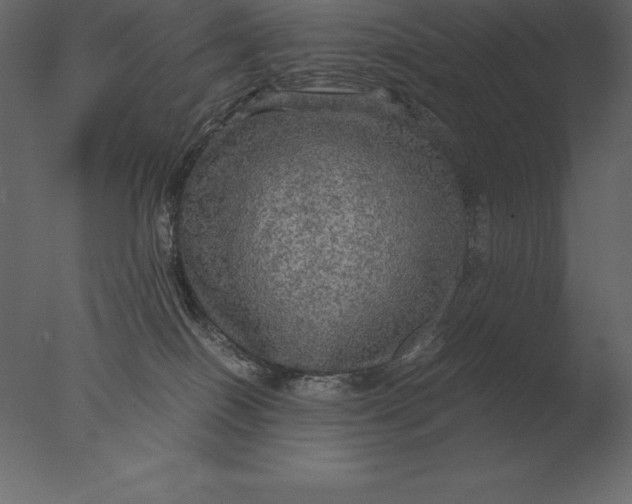 X0000076350086200610201811