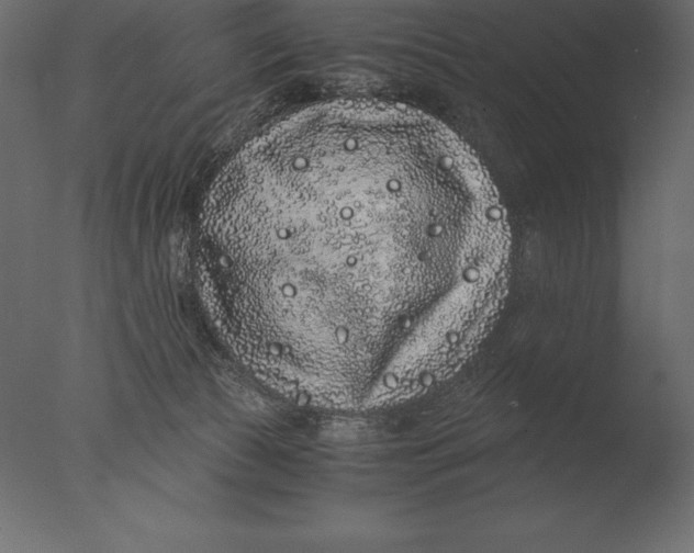 X0000076350177200610201810