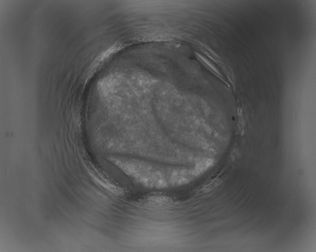 X0000076350203200610201809