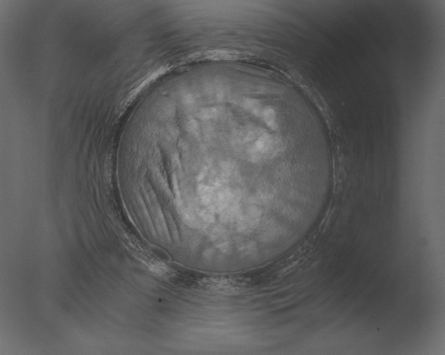 X0000076350297200610201807