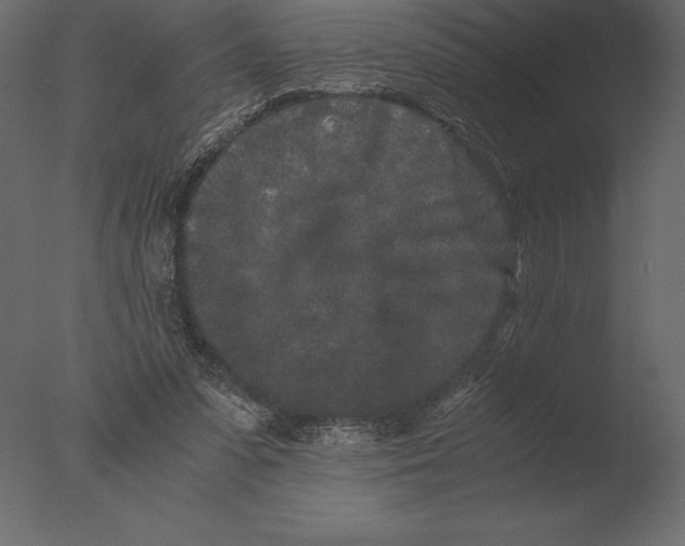 X0000076350303200610201807