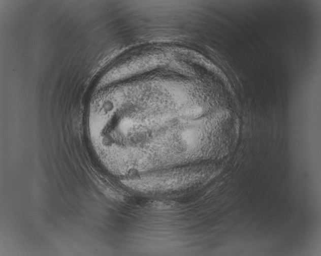 X0000076350346200610201806