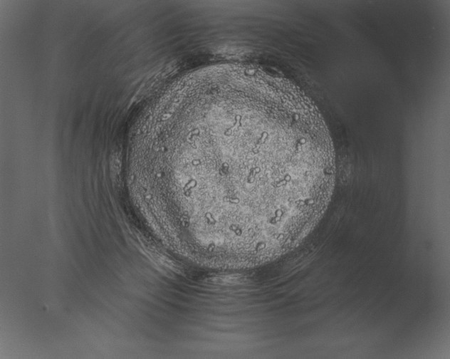 X0000076350365200610201806